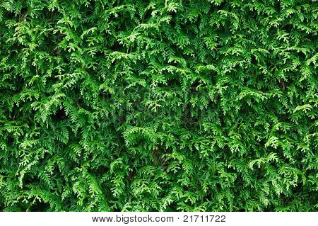 Grün Thuja Hecke Hintergrund