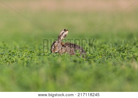 Natural European Brown Hare (lepus Europaeus) Sitting In Green Field