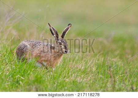 natural european brown hare jackrabbit (lepus europaeus) in green meadow