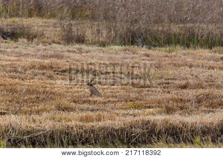 natural european brown hare jackrabbit (lepus europaeus) and deer in reed