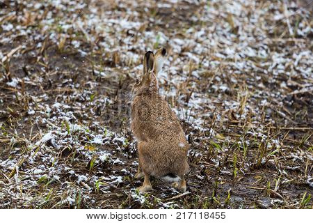 back view natural european brown hare jackrabbit (lepus europaeus) in winter
