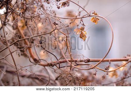 A withered hop flower on a blurred background. Hop flower close-up. Autumn landscape.