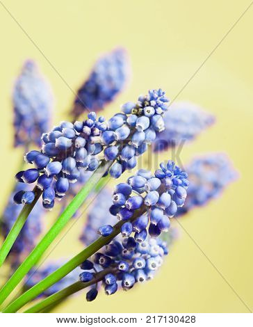 Beautiful muskari bokeh flower on the green background