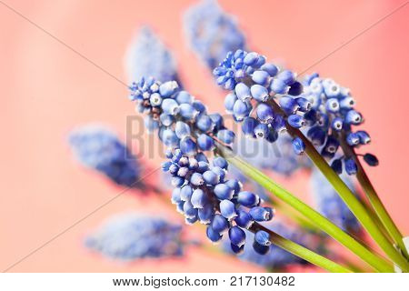 Beautiful muskari bokeh flower on the pink background