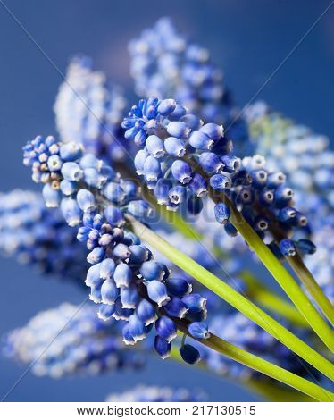 Beautiful muskari bokeh flower on the blue background