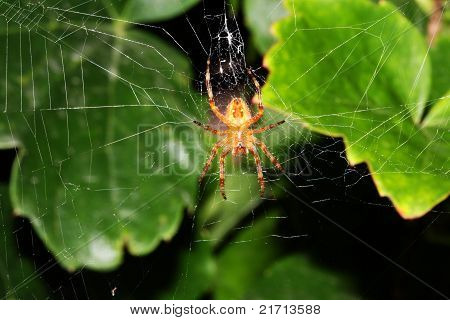 Spider