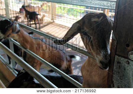 Goat with his legs and heads over the gate of his pen.