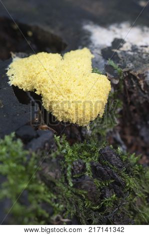 Fuligo septica mushrooms (slime mould) on an old stump
