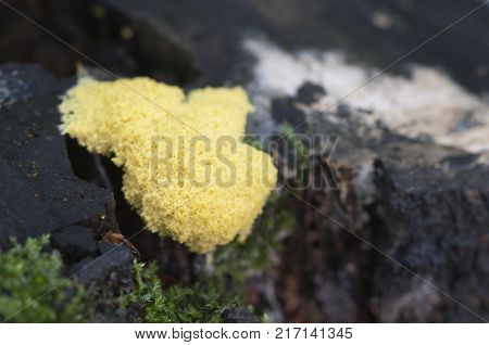 Fuligo septica mushrooms (slime mould) on an old stump