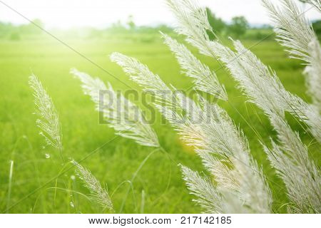 High Grass Flower On Field