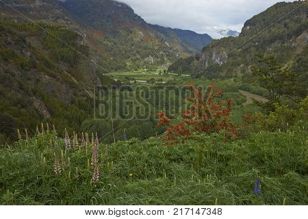 Spring flowers in the valley of the River Simpson on the route of the Carretera Austral in northern Patagonia, Chile.