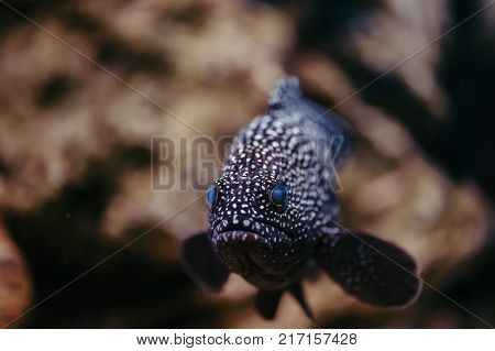 Cephalopholis Argus with bright blue eyes and spotted skin floats against the background of stones.