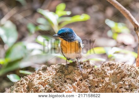 Bird (tickell's Blue Flycatcher) In Nature Wild