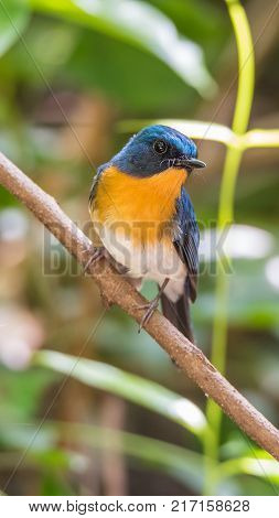 Bird (tickell's Blue Flycatcher) In Nature Wild