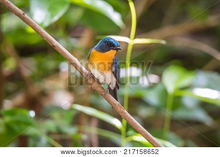 Bird (tickell's Blue Flycatcher) In Nature Wild