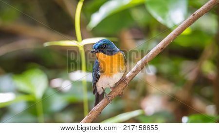 Bird (tickell's Blue Flycatcher) In Nature Wild