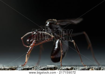 Trap jaw ant 