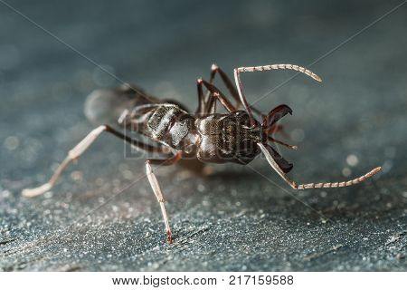 Trap jaw ant 