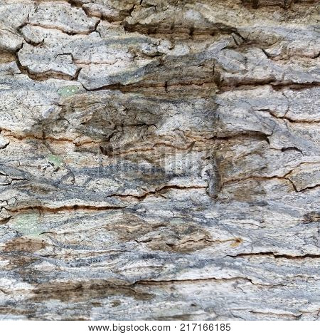 Macro Tree Bark Textures,  Bark Texture, Abstract Background, Macro view of Tree Bark for Designers,