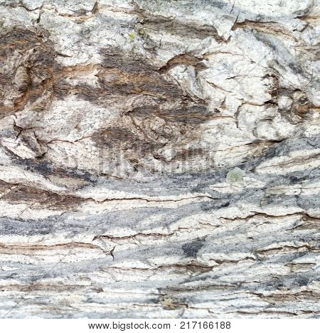 Macro Tree Bark Textures,  Bark Texture, Abstract Background, Macro view of Tree Bark for Designers,