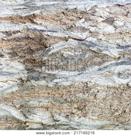 Macro Tree Bark Textures,  Bark Texture, Abstract Background, Macro view of Tree Bark for Designers,