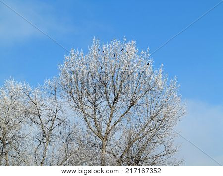 Crows on the bare branches covered with frost