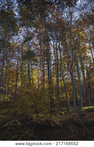 Autumn landscape in Rodopi, Bulgaria. Colorful autumn forest.