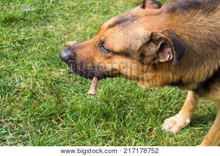 a German shepherd barking on the grass