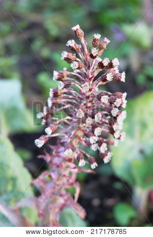 Butterbur inflorescence early spring in the forest