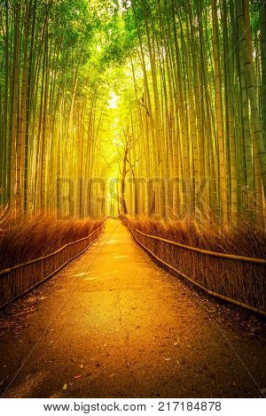 Path in bamboo grove, Sagano in Arashiyama at sunset. Kyoto forest is the second most popular tourist destination and famous phonetic stations in Japan. Meditative listening concept. Vertical shot.