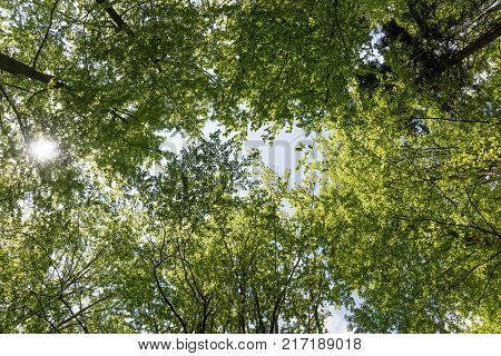 Beech tree peaks seen from below in a summer forest