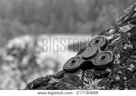 black-and-white photograph on which the spinner rests on a birch tree, autumn forest