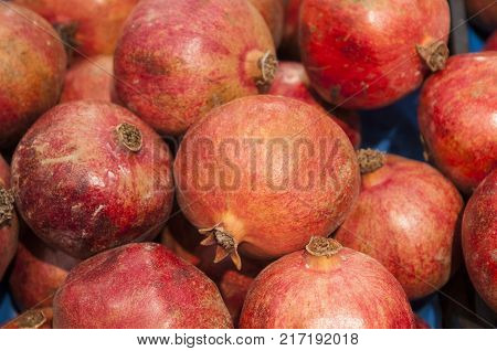 The pomegranate, botanical name Punica granatum, is a fruit-bearing deciduous shrub or small tree in the family Lythraceae that grows between 5 and 8 m tall.