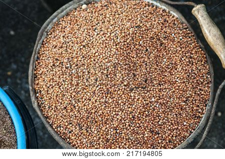Sorghum grains in a bucket, ready for sale.