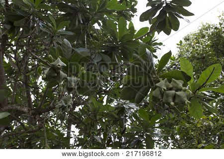 Unidentified big tree in Indonesia with huge seeds