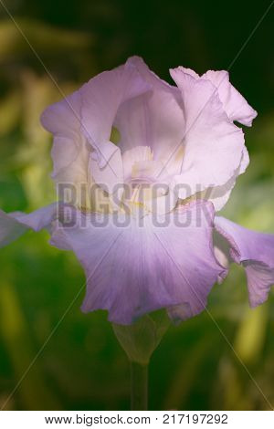 Beautiful flowers of a iris. Beautiful irises on green background. A iris plant in garden bloom in spring.