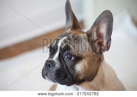 french bulldog puppy white brown curious, funny