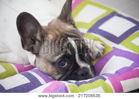 french bulldog puppy white brown sweet tender rest