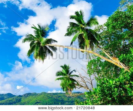 Piante paradiso cielo