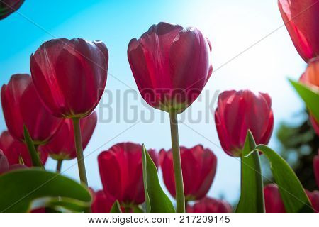 Red tulips. Floral background. Spring sunlight atmosphere