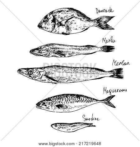 Set of fish.Hand drawn sketch. Vector illustration