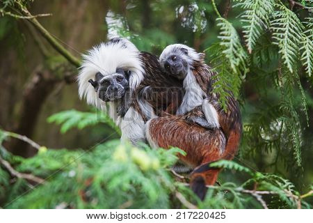 Monkey Tamarin Pinc Saguinus oedipus with baby on tree