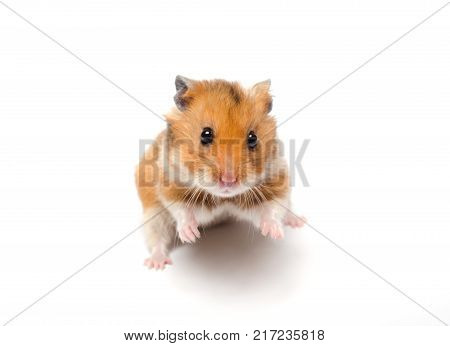 Cute funny Syrian hamster in a funny pose (isolated on white) selective focus on the hamster eyes