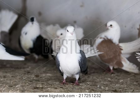 Decorative rock pigeons of Russia. Rostov handsome Chilik.