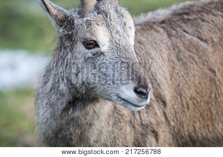 Wild blue sheep Pseudois nayaur in the snow in a warm winter day in rock, selective focus