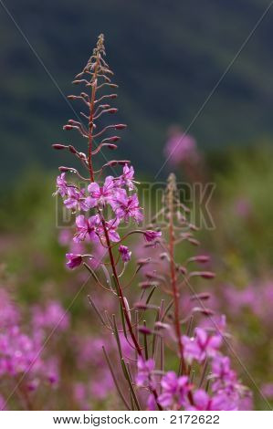 Wild Flower z Vysočiny