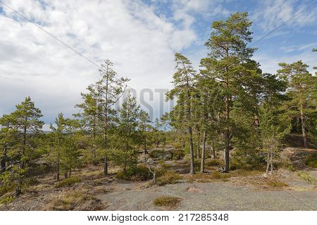 Pine tree forest on the top of a mountain on Aland Autonomous province of Finland
