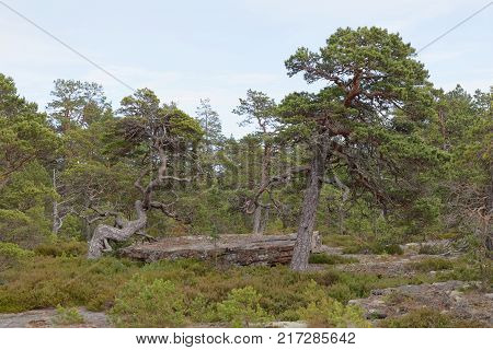 Pine tree forest with very old gnarly trees on Aland Autonomous province of Finland