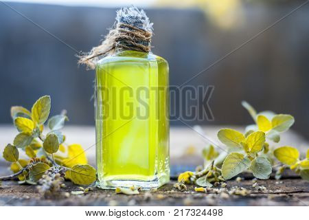 Ocimum Tenuiflorum,tulsi,holy Basil's Oil With Leaves Beneficial For Skin And Hair.