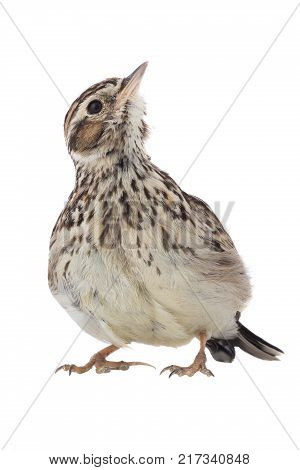 Portrait Duck